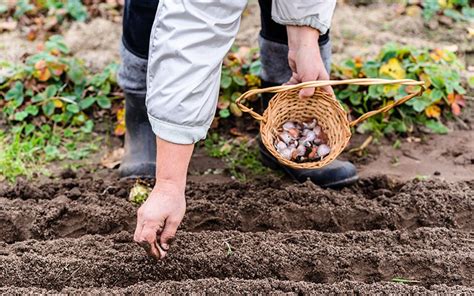 Qué plantar y sembrar en otoño - Jardinería Dalmau