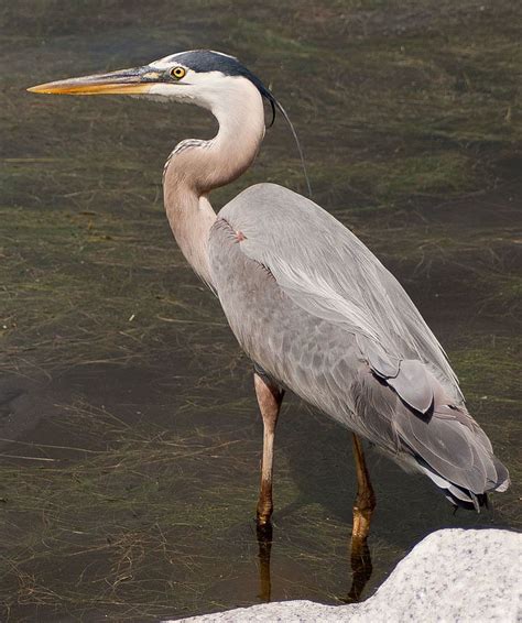 Huntington Beach State Park - Alchetron, the free social encyclopedia