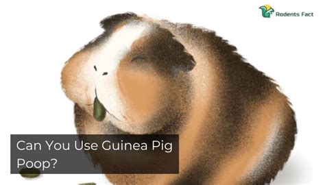 Can You Use Guinea Pig Poop As Fertilizer In Your Garden?