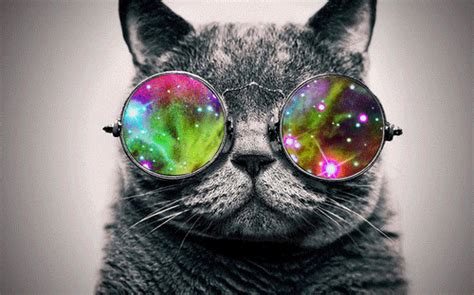 cat with glasses black and white gif | WiffleGif