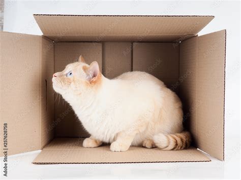 Ginger tomcat lying in the paper box, cardboard box with a cat on white ...