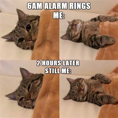 100 Funniest Cat Memes Ever