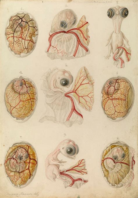 Embryo development in a hen's egg posters & prints by Franz Andreas Bauer