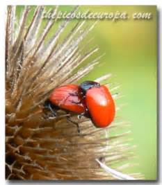 Picos de Europa Wildlife