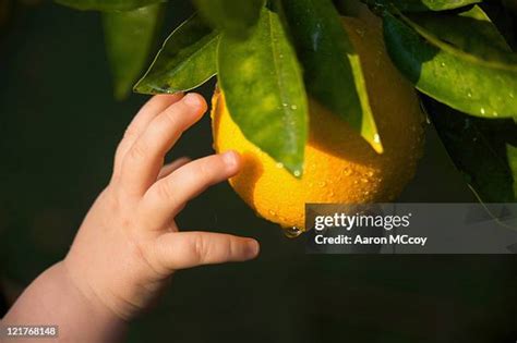 240 Baby Hand Grabbing Food Stock Photos, High-Res Pictures, and Images ...