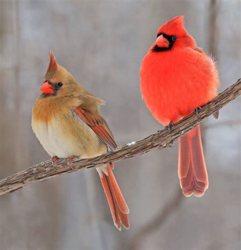 Cardinal Bird Male And Female Pics Stock Photos, Pictures & Royalty ...