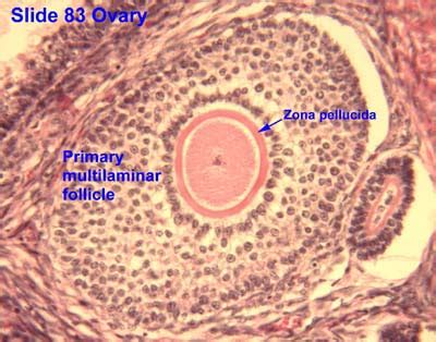 Graafian Follicle Histology Labeled