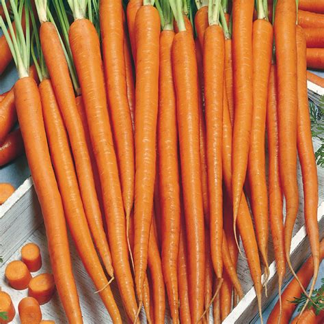 Top 24 Greatest Carrot Varieties to Grow in Your Home Garden