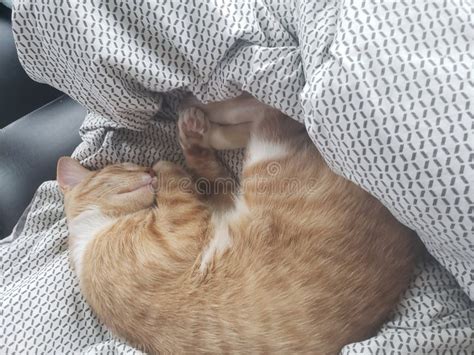 Sleeping baby cat stock image. Image of sleeping, nose - 261738121