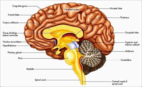 Cerebrum diagram