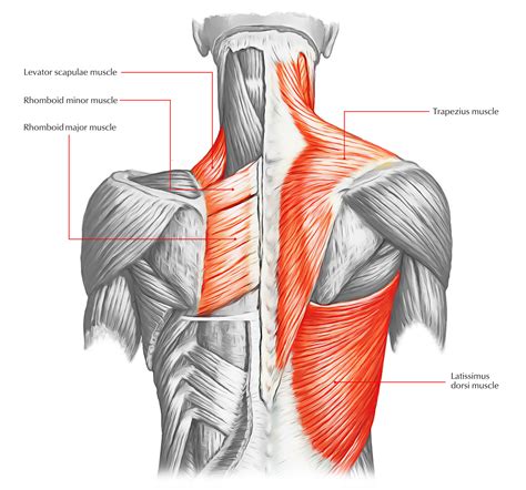 Trapezius – Earth's Lab