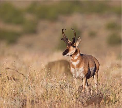 Pronghorn Antelope - NDOW