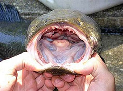 Yikes! Northern snakehead, a toothy, invasive fish species, caught in ...