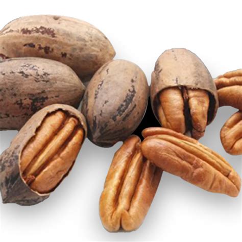 Pecan Nuts with shell- 450gm – SardarJi Mewe Wale