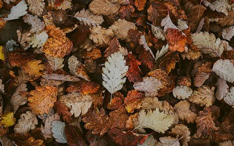 Autumn leaves texture, yellow leaves texture, background with autumn ...