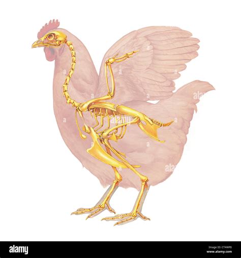 Hen anatomy, drawing Stock Photo - Alamy