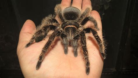 Honduran Curly Hair Tarantula - Jonathan's Jungle Roadshow