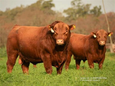 Red Angus Cattle - Livestock Cattle