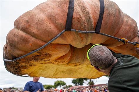 World's biggest pumpkin the size of a hippo