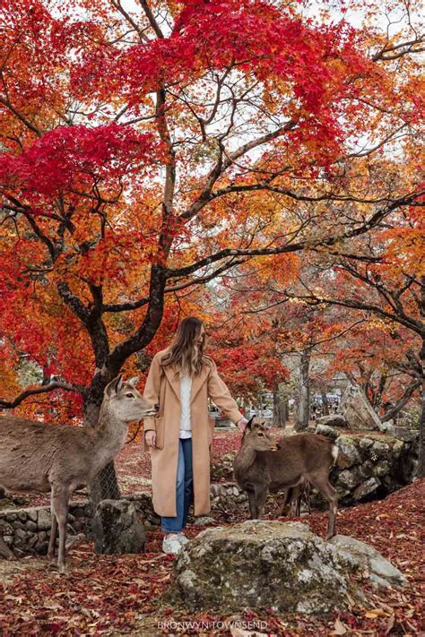 Japan autumn packing list: What to wear in fall — Bronwyn Townsend