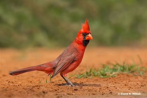 Meet the State Bird of Illinois: Why Are They So Special?