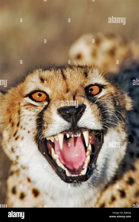 Cheetah Teeth High Resolution Stock Photography and Images - Alamy