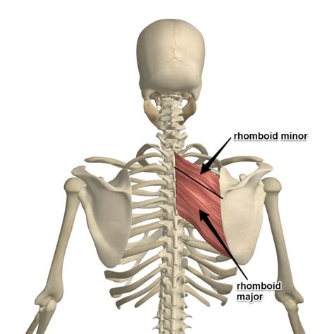 The Rhomboid Muscle and Its Attachments - Yoganatomy