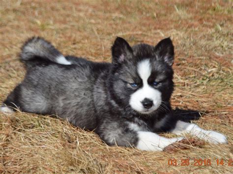 Snow Wooly Husky - Puppies For Sale