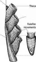 Graptolite morphology - Fossil Classification - Fossil Hunters