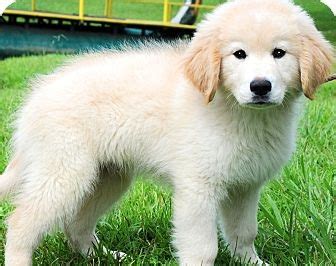 Golden Retriever Puppies For Adoption : 15 Questions To Ask First