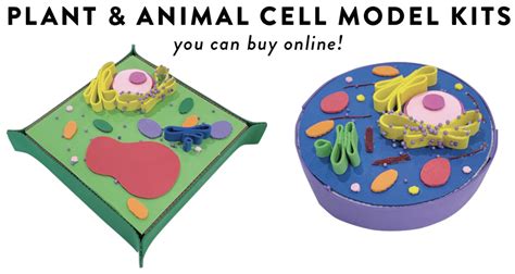 Animal Cell 3d Model Project