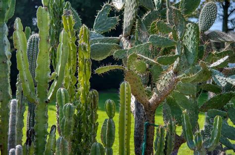 Best Tall Cactus Plants For Your Gardens | Plantly