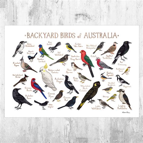 Australia Backyard Birds Field Guide Art Print / Watercolor | Etsy