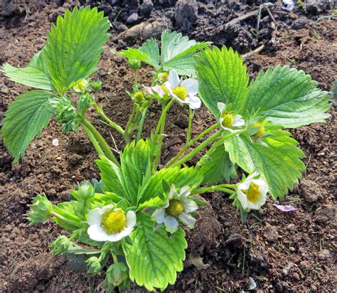 Early Spring - strawberry plant in flower - Caramel & Parsley