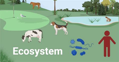 Ecosystem Definition In Biology Examples And Types Science Query ...