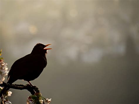 Where Do Birds Sleep at Night? – Chirp Nature Center