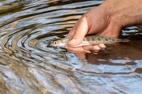 Critical trout habitat along the Johns River in northern Vermont gets ...