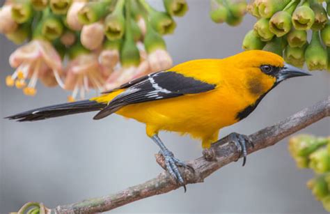 Yellow Oriole - American Bird Conservancy