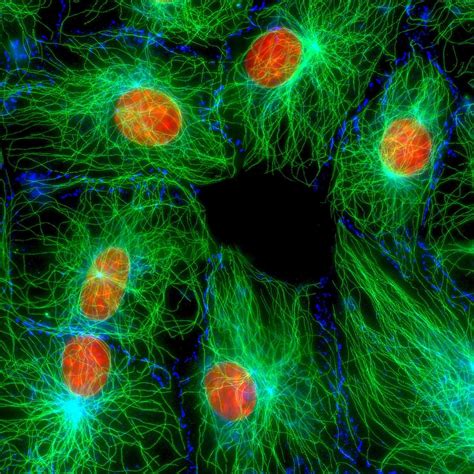 Mouse Fibroblast Cells