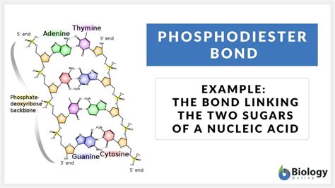 Phosphodiester bond - Definition and Examples - Biology Online Dictionary