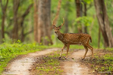 Kabini Wildlife Sanctuary - Red Earth