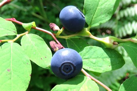 What Is Huckleberry And How Is It Different From Blueberry?