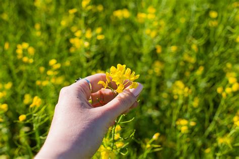 Selective Focus Photography of Flowers · Free Stock Photo