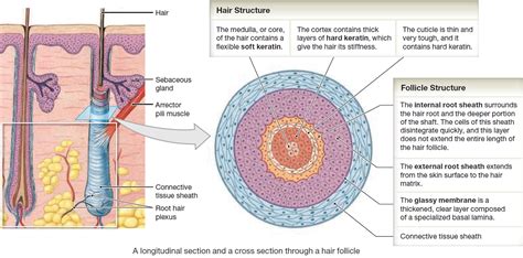 Labeled Hair Follicle Diagram