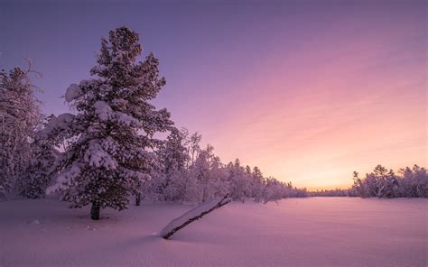 Frosty Sunrise Forest 4K Wallpapers | HD Wallpapers | ID #19406