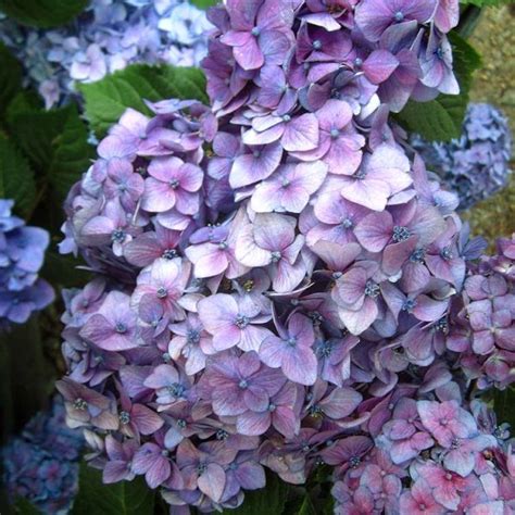 Hydrangea macrophylla 'Endless Summer Bailmer Original' | Urban Tree ...