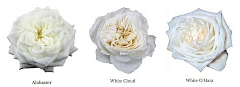 Varieties of White Garden Roses - Garden Roses Direct