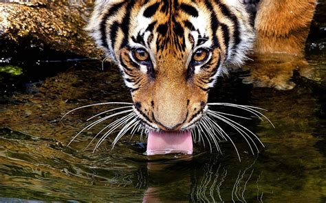 10 Unusual Tiger Facts - Facts about Tigers