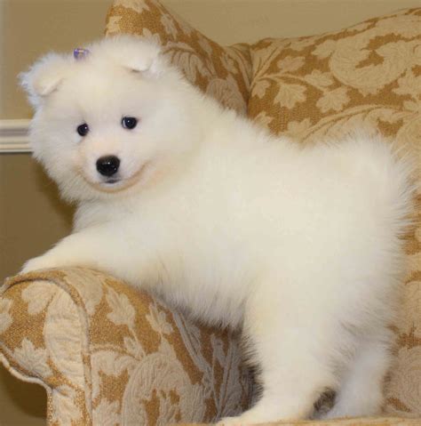 Samoyed Puppies - Puppy Dog Gallery