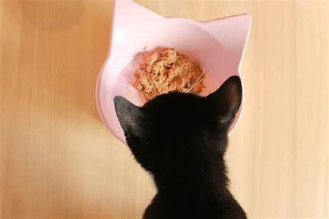 Healthy Wet Cat Food: The Best Wet Foods for Kittens | Wellness Pet ...